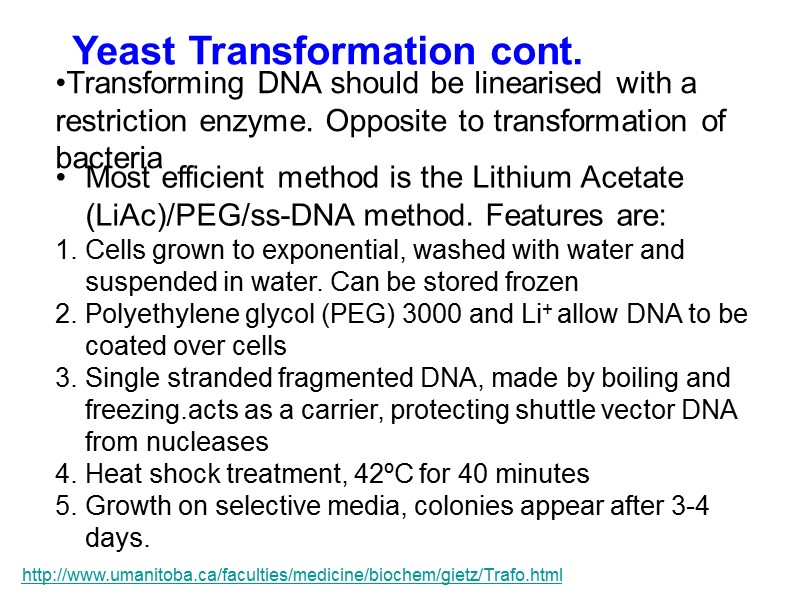 Yeast Transformation cont. Transforming DNA should be linearised with a restriction enzyme. Opposite to
